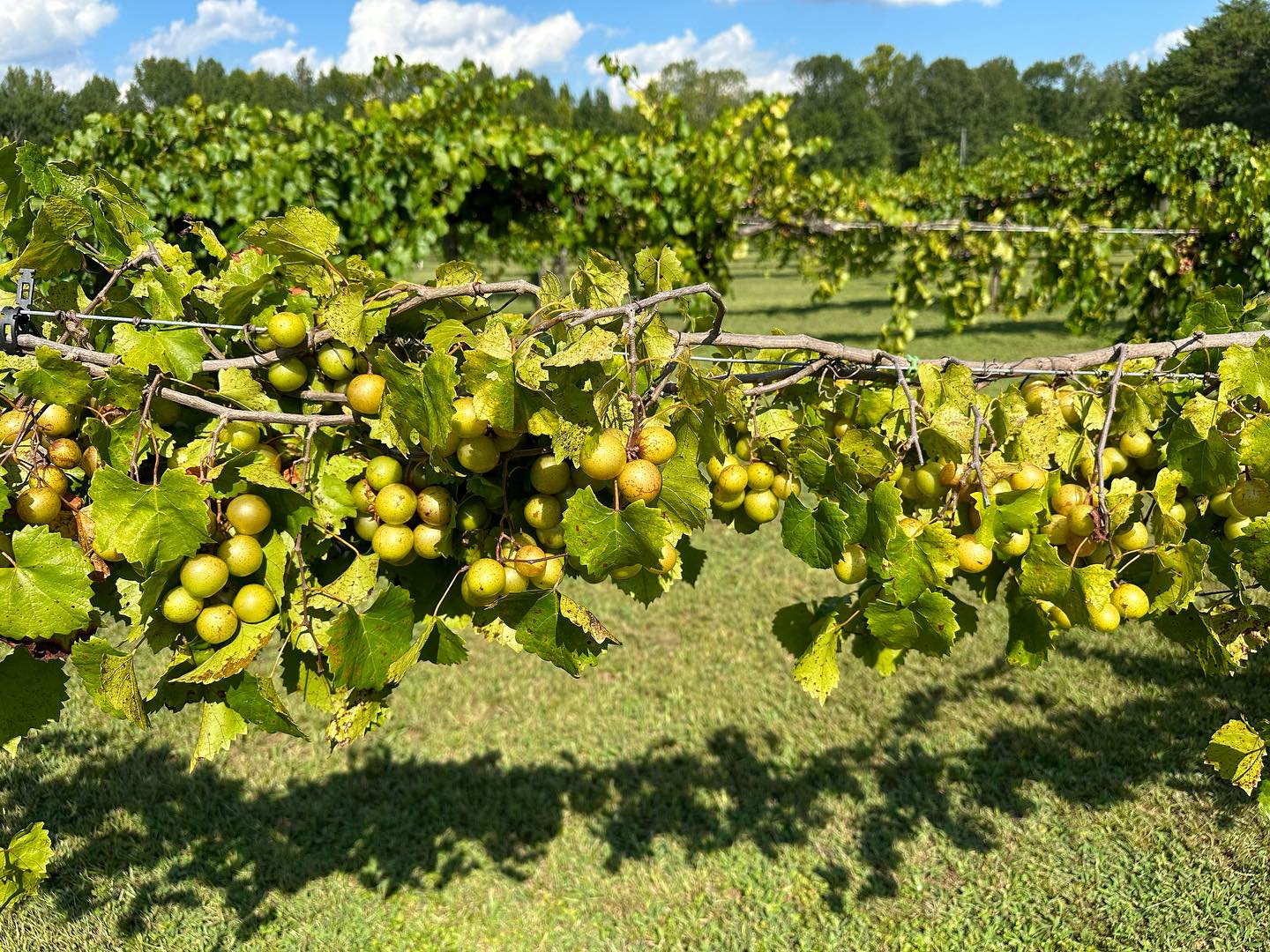 A Brief History of Muscadine Wine