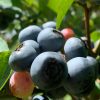 close-up shot of blueberries on the bush.